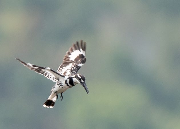 Animalstuffstore Pied-Kingfisher_DSC3167-Nabang-Mar-2017-630x451 Birding Nabang, Yunnan (1) – 10,000 Birds Bird  