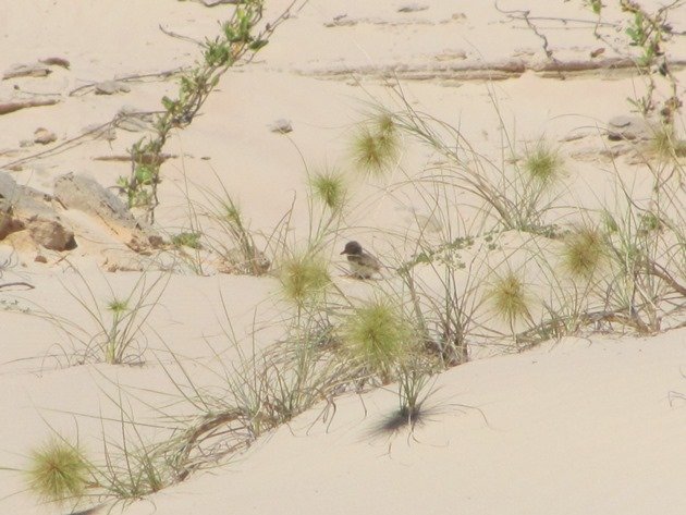 Pied Oystercatcher chick (2)