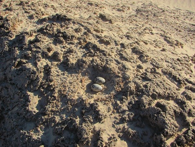 Pied Oystercatcher eggs