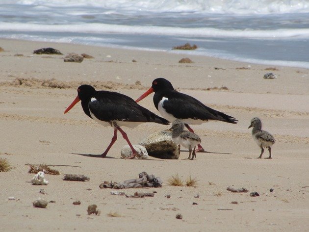 Animalstuffstore Pied-Oystercatcher-family-3 The place may you go birding in Australia in 2023? – 10,000 Birds Bird  