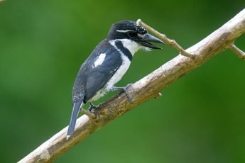 Pied Puffbird