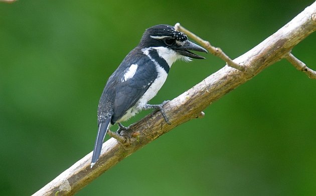 Pied Puffbird