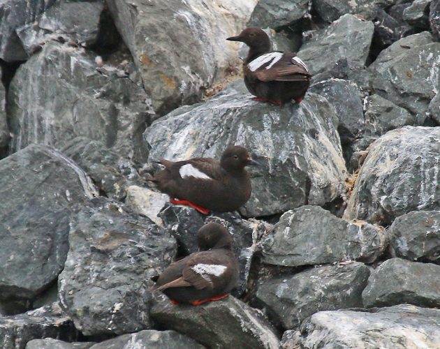 Pigeon Guillemots