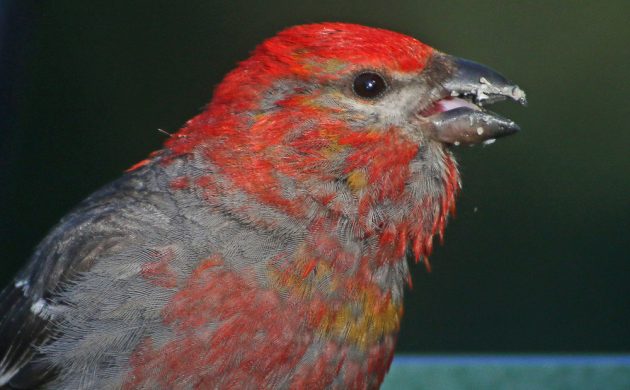 Pine Grosbeak