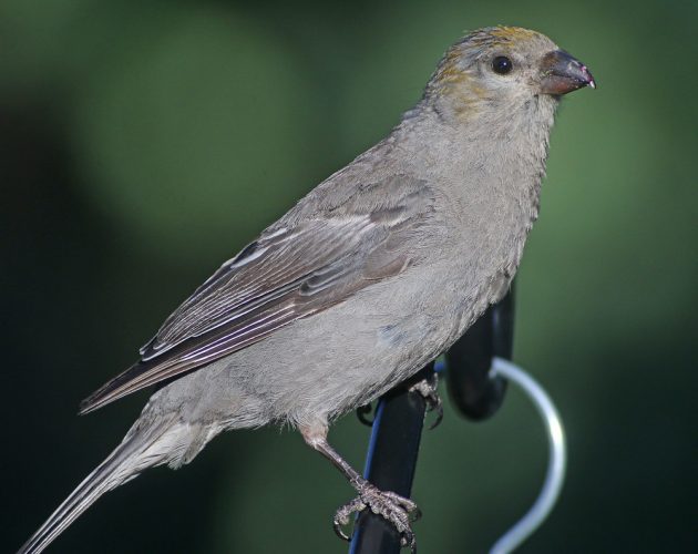 Pine Grosbeak bland