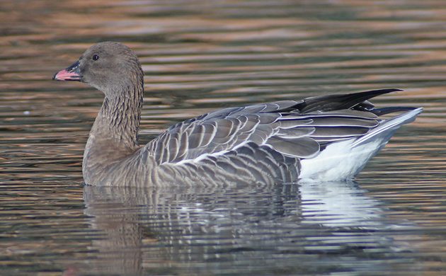 pink-footed-goose-bbotw2