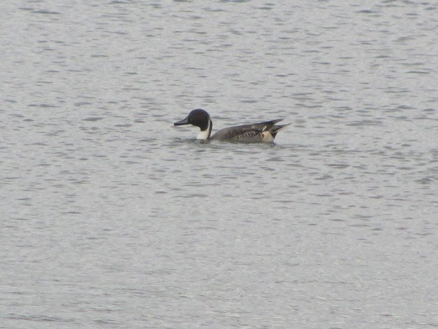 pintail-duck-2