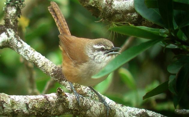 Cabanis's Wren