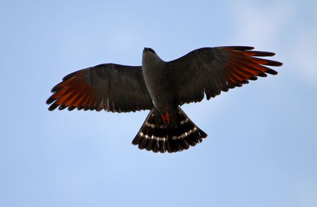 Plumbeous Kite by Vil Sandi