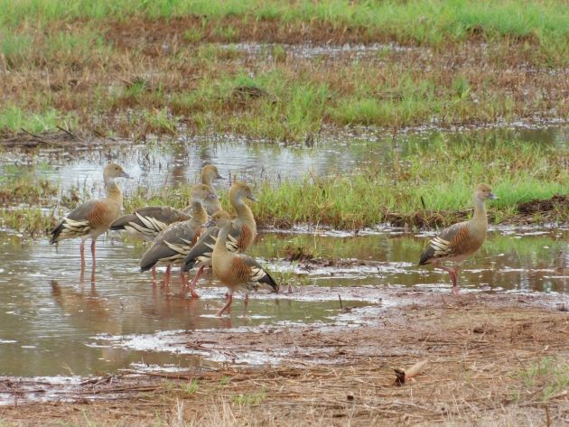 Animalstuffstore Plumed-Whistling-Ducks-11 Broome’s birds get a battering – 10,000 Birds Bird  