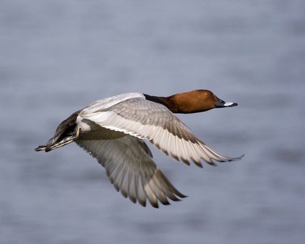 pochard_graham-catley