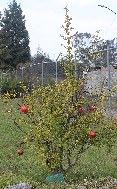 Animalstuffstore Pomegranate Afforestation 2022 – 10,000 Birds Bird  