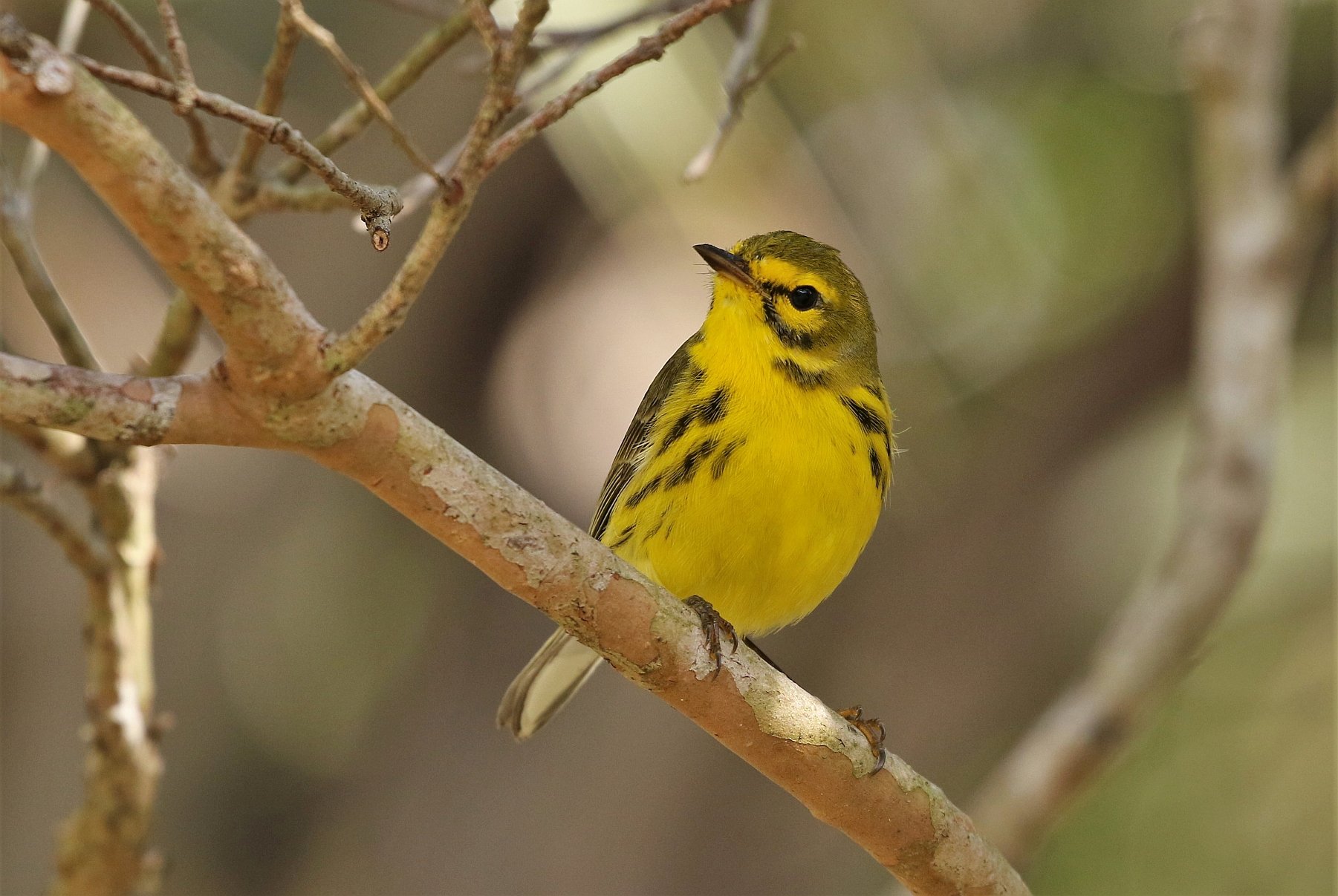 How Miami Dade residents can help birds migrate safely Miami