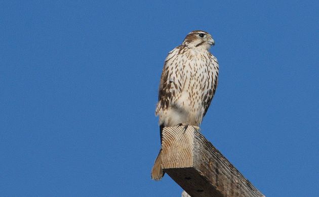 Prairie Falcon