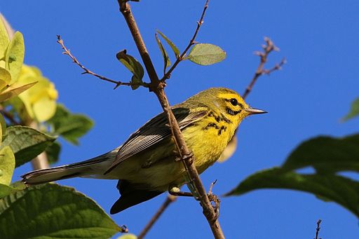 Male prairie warbler perched against blue sky, Jamaica, courtesy of Charles Sharp