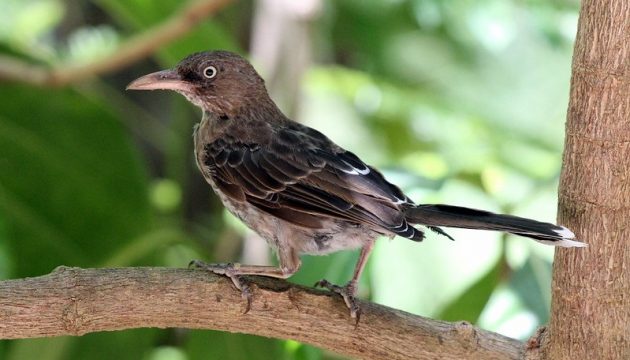 Animalstuffstore Puerto-Rico-Hurricane-Update-2022-Pearly-Eyed-Thrasher-630x360 Puerto Rico’s Birds after Hurricane Maria (2023 Replace) – 10,000 Birds Bird  