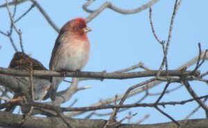 Pink Finches I Have Known - 10,000 Birds