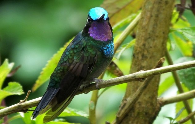 Purple-throated-Mountain-gem-male