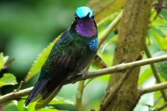 Purple-throated-Mountain-gem-male