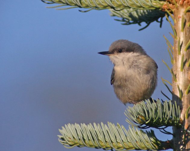 Pygmy Nuthatch