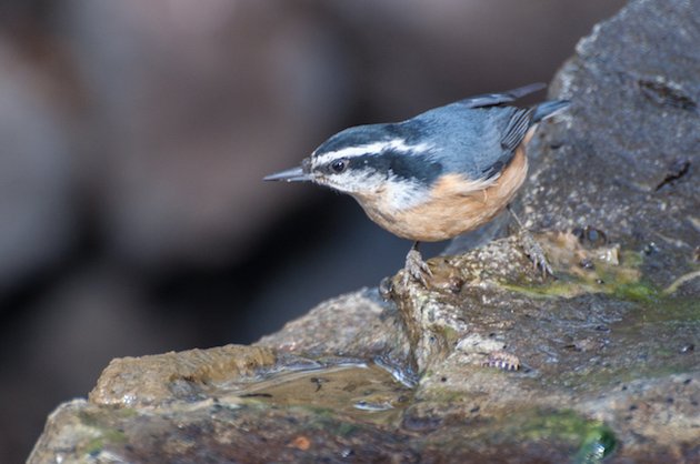 Red-breasted Nuthatch