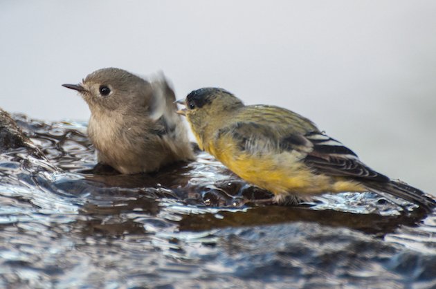 Ruby-crowned Kinglet and Male Lesser Goldfinch