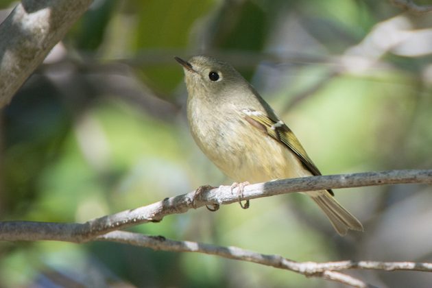 Ruby-crowned Kinglet