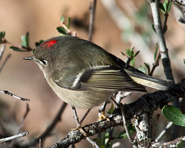 Ruby-crowned Kinglet Male