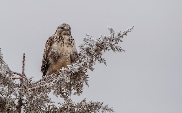 Rough-legged Hawk