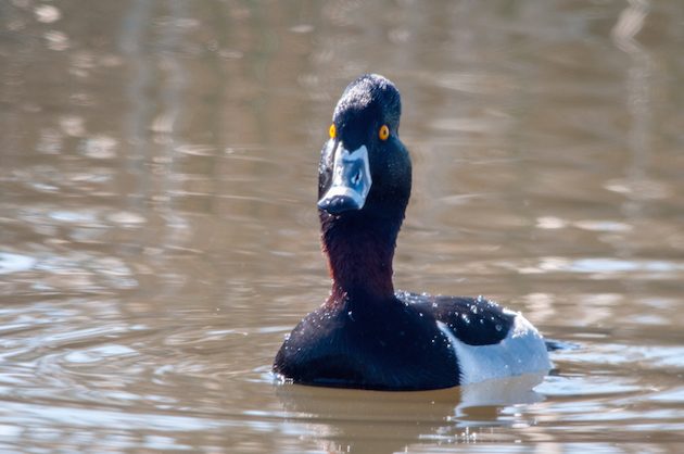 Ring-necked Duck Drake