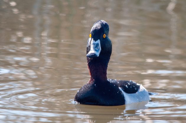 Ring-necked Duck Drake