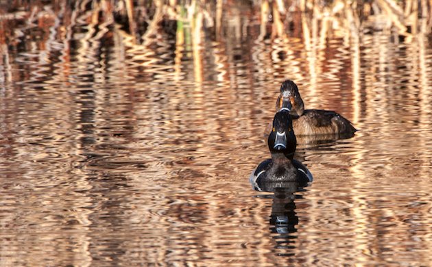 Ring-necked Duck Pair