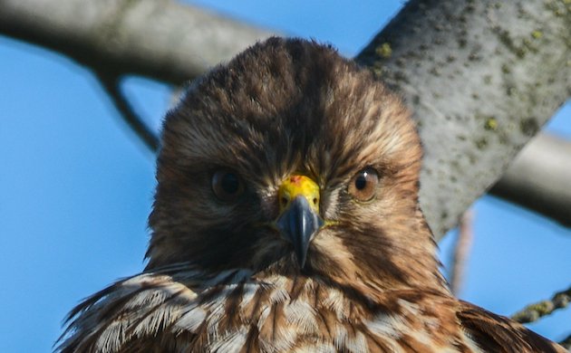 Red-shouldered Hawk