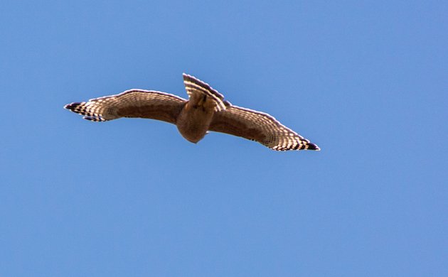 Red-shouldered Hawk