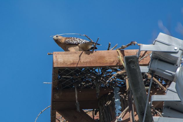 Red-shouldered Hawk in Osprey Platform