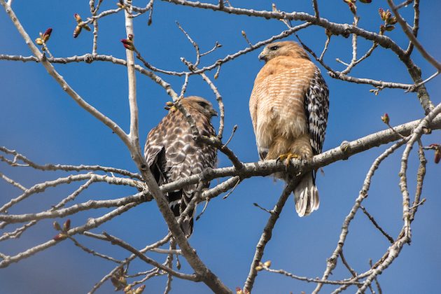 Red-shouldered Hawk Pair