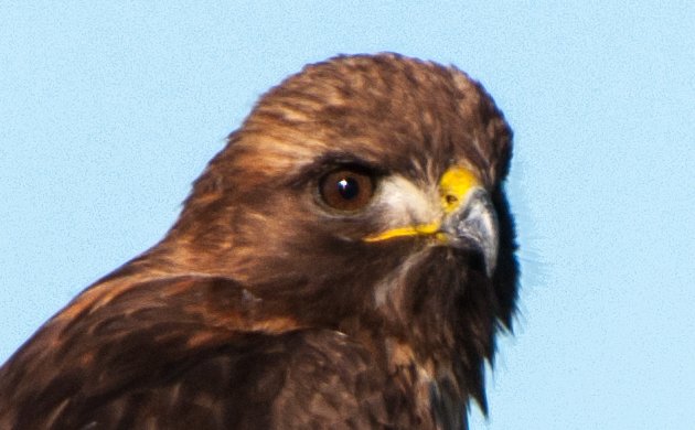 Red-tailed Hawk Adult