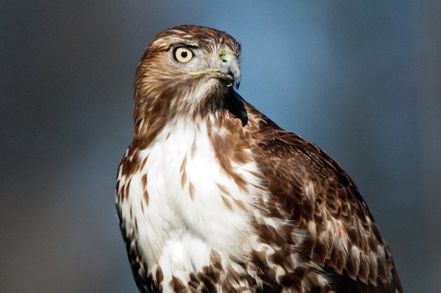 Red-tailed Hawk Juvenile