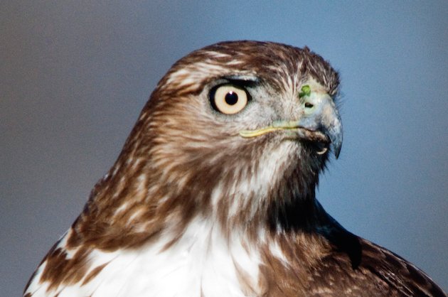 Red-tailed Hawk Juvenile