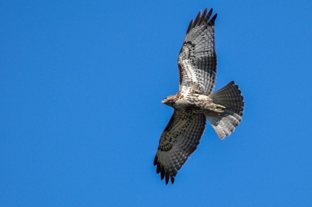 Red-tailed Hawk in Flight