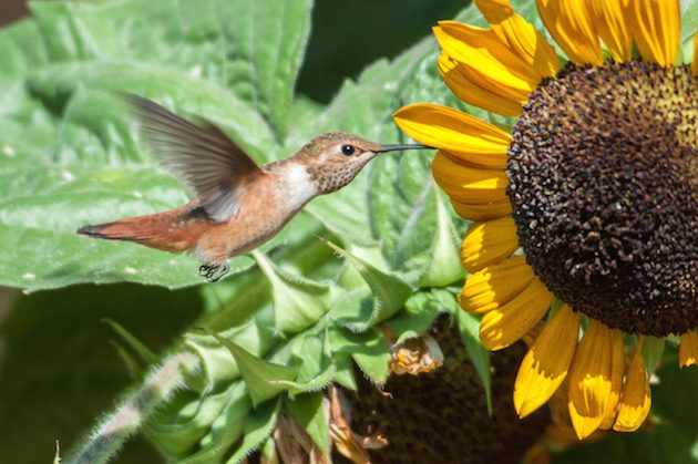 Rufous Hummingbird Female