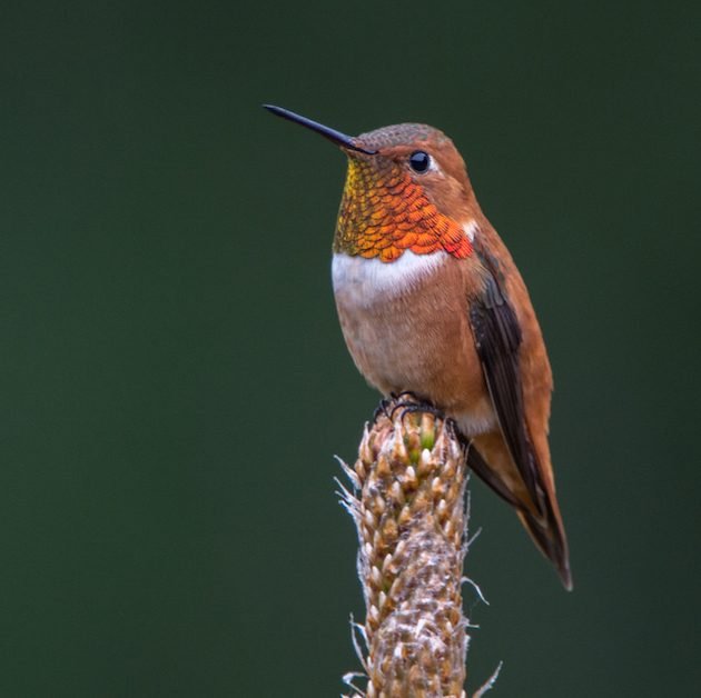 Rufous Hummingbird Male