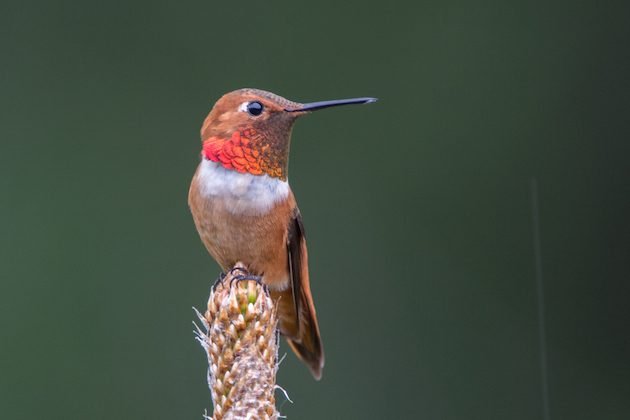 Rufous Hummingbird Male