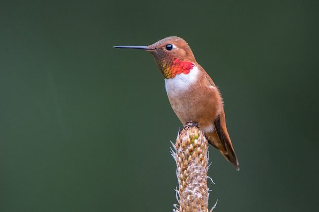 Rufous Hummingbird Male