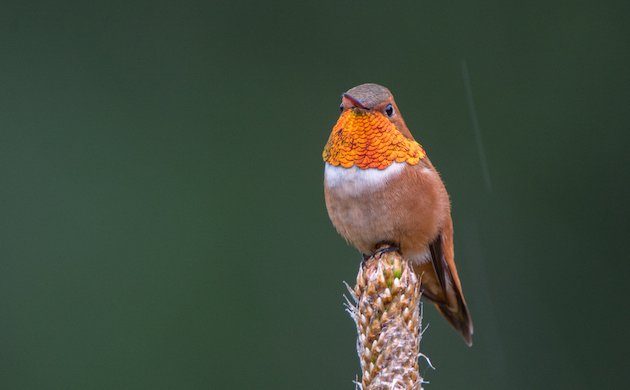 Rufous Hummingbird Male