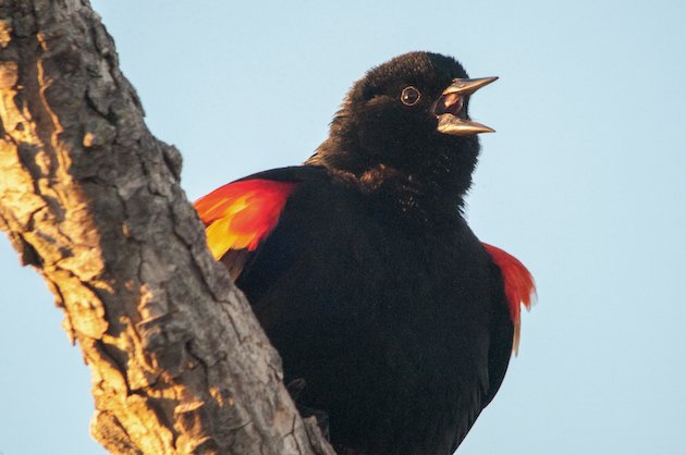 Red-winged Blackbird Male