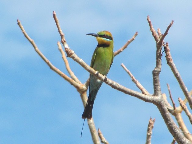 Rainbow Bee-eater