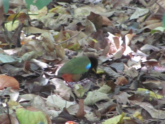 rainbow-pitta