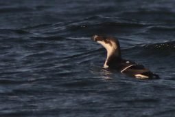 Best Bird of the Weekend (First of February 2020)