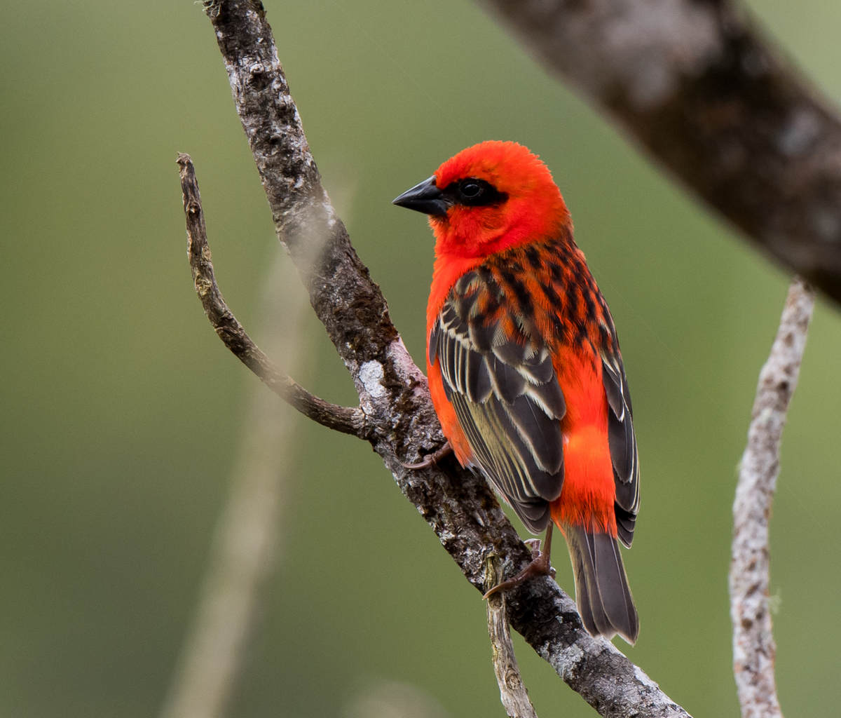 A few hours of birding on Mauritius Island 10,000 Birds